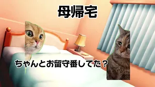 猫ミーム