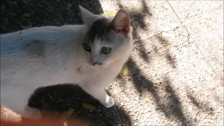 Cute Cat Wants first Relevance later sleep