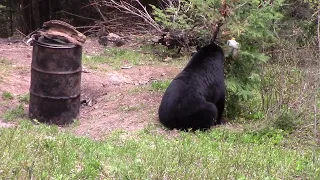 Spring Bear Hunt New Brunswick, Canada