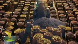Así se cosechan MILLONES DE TONELADAS de aceitunas para producir el aceite de oliva caro del mundo