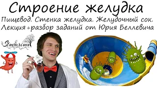 Строение желудка. Пищевод. Стенка желудка. Желудочный сок. Лекция и разбор заданий от Юрия Беллевича