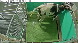 Potty-trained cow