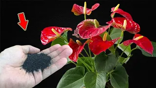 I Sprinkle 1 Spoon! Suddenly Anthurium Bloomed Many Magical Flowers