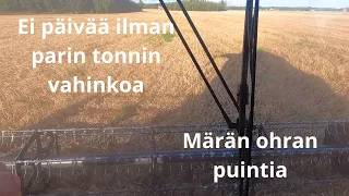 Märän ohran puintia eikä päivää ilman parin tonnin vahinkoa!