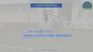 Konie czystej krwi arabskiej Przegląd 2022 Stajnia Rosłońce