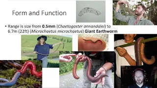 Annelida - General Info, Feeding, Respiration, and Circulation