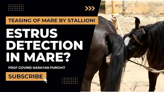 How to Spot the Signs of Mares in Heat: Don't Miss This!