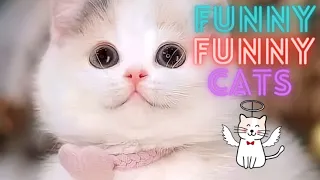 Funny Cat Videos 2023 😂 - Funniest Cats 😹 - Don't Try To Hold Back Laughter 😺😍 -Funny Funny Cats #5