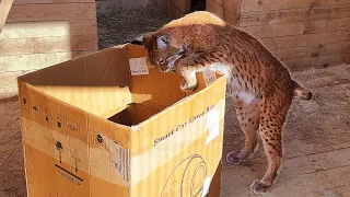 LYNXES AND A LIVE SURPRISE IN A BOX