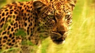 A Leopard's Cruel Kill