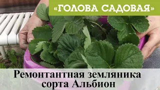 Голова садовая - Ремонтантная земляника сорта Альбион