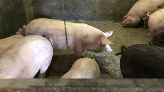 Вес свиней в 4 месяца на откорме, 5 месяцев от рождения. Вес трехпородных поросят в 47 дней.