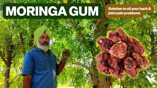 Moringa Gum Benefits | How To Make Moringa Gum