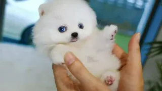 Cute Pomeranian Puppies Doing Funny Things2024 - Cute and Funny Dogs #2