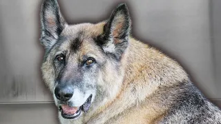 The most special German Shepherd in the world