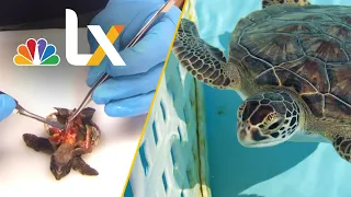 Why Plastics Are Harming Baby Sea Turtles and Marine Life | NBCLX