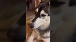 Хаски #husky #gold #baby #dance #funnypets # #животные #щенокхаски