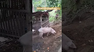 MOUNTAIN FARM ANIMALS #thegarciafamily #shortsvideo #Philippines #mindanao