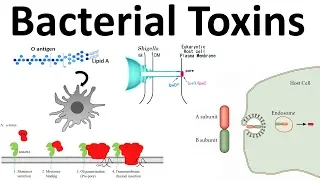 bacterial toxins: Endotoxin and Exotoxins