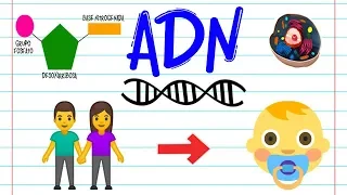 ¿Qué es el ADN? 🔬 | BIOLOGÍA |