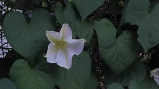 Moon Flower Time lapse