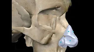 NASAL CARTILAGES | 3D ANATOMY | JACOBSON'S ORGAN OF SMELL