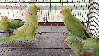 Funny Talking Parrot Greeting Babies