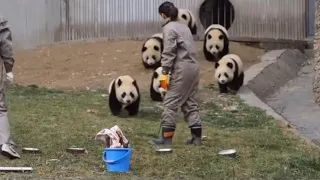 Pandas children  rush to the cafeteria 🐼🐼🐼😂|Panda HappyLand