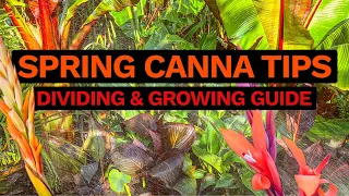 Spring Canna Growing Tips - Dividing, Starting Off & Feeding