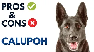 Calupoh  Pros and Cons | Mexican Wolf Dog Advantages and Disadvantages