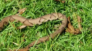 VENOMOUS COPPERHEAD!!  Hide and seek champions.