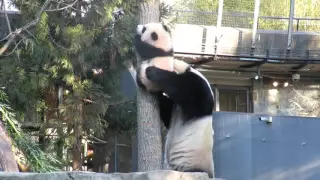 Giant panda Mei Xiang rescues Bei Bei