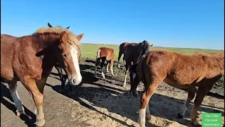 Большая глистогонка групповой метод. Табунное коневодство.| Коленвал пополам.