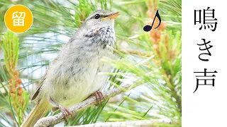 【解説付き】ウグイスの鳴き声３種（さえずり・谷渡り・警戒声）