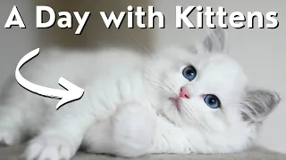 Ragdoll Kittens Daily Routine 🐱 So Cute! Funny Kittens