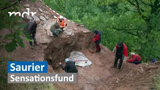 Sensationsfund: Saurierspuren bei Eisleben | MDR SACHSEN-ANHALT HEUTE | MDR