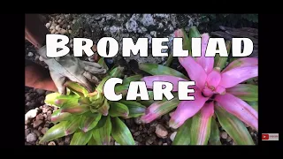 Bromeliads Series Pt 1 Bromeliads Indoor & Outdoor Bromeliad Care