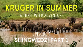 KRUGER IN SUMMER - a three week adventure - SHINGWEDZI Part 1 (Episode 1)