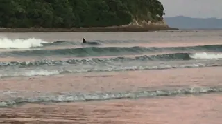 Super Rare Surf's Up!  **Orca Whales Catch Waves in Whangamata, New Zealand**