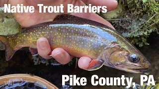 Native Trout Barriers, Pike County, PA - Wooly Bugged