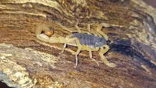 Распаковка нового скорпиона. Бразильский жёлтый скорпион (Tityus serrulatus)