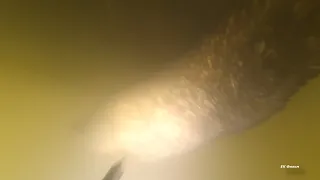 Подводная охота в мутной воде