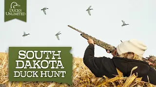 Duck Hunting Adventures in South Dakota's Cornfields | DU Nation