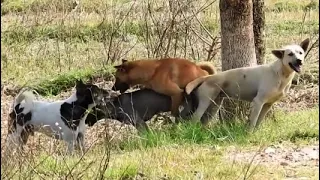 Awesome street dogs meeting on street