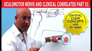 Oculomotor Nerve and Clinical Correlates Part 1