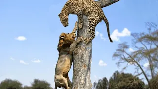 LEOPARD IS IN BUSINESS! Leopard vs lion dogs crocodile and monkeys