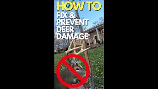 How To Fix & Prevent Deer Damage To Trees