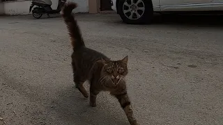 Fastest meowing cat ever is unbelievably cute