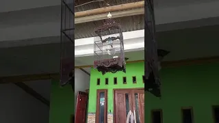 pancingan burung selendang biru