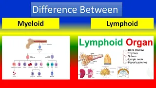 Difference Between Myeloid and Lymphoid